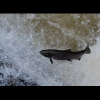jumping salmon lochlane laggan