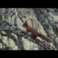 red Squirrel by river earn