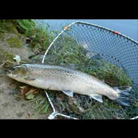 Close up of sea trout river earn